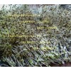 黨參種子多少錢一斤？黨參種子價(jià)格，發(fā)芽率90%以上