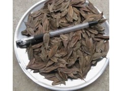 杜仲樹苗（一年、二年、三年生樹苗），產地直銷圖1