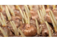 西紅花種子（藏紅花種子，種球莖）圖2