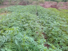 大量供應九葉青花椒苗圖2