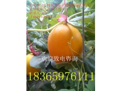 常年供應莘縣各種洋香瓜圖2