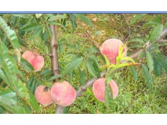 哪里有云南楚雄祿豐冬桃供應(yīng)圖3