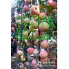 山東西紅柿基地山東紅西紅柿產(chǎn)地批發(fā)價(jià)格