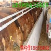 魯西黃牛養殖效益分析@魯西黃牛牛犢價格@山東養牛場