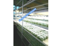 云南昆明非洲菊批發價格非洲菊種苗基地⊙|⊙|求購非洲菊種苗圖2