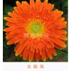 非洲菊系列-太陽(yáng)種苗基地云南大非洲菊種植基地