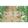 云南紫花白芨/常年供應(yīng)白芨組培苗、馴化苗、白芨種莖供貨商
