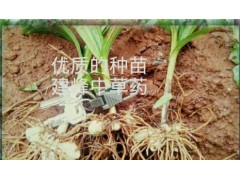 云南紫花白芨/常年供應白芨組培苗、馴化苗、白芨種莖供貨商圖2