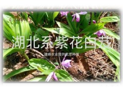 云南紫花白芨/常年供應白芨組培苗、馴化苗、白芨種莖供貨商圖3