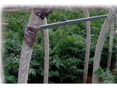 常年供應(yīng)香椿芽供貨商家/香椿芽批發(fā)價格圖2