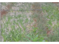 云南江川白芨馴化苗供應商家圖3
