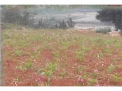 白芨組培苗、馴化苗、白芨種莖圖3