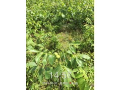 大量核桃苗供應，當年掛果，云新核桃苗圖1