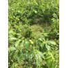 大量核桃苗供應(yīng)，當(dāng)年掛果，云新核桃苗