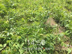 大量核桃苗供應，當年掛果，云新核桃苗圖2