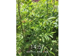 大量核桃苗供應，當年掛果，云新核桃苗圖3