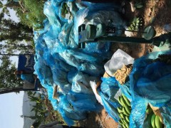 新平漠沙鎮香蕉基地轉租圖1