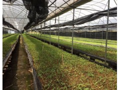 一年生白芨苗@白芨苗基地專業(yè)經(jīng)營(yíng)圖2