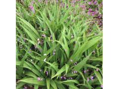 一年生白芨苗@白芨苗基地專業(yè)經(jīng)營(yíng)圖3