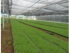 白芨苗基地專業經營@白芨組培瓶裝苗*一年生白芨苗圖1