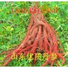 大量出售山東優質丹參、黃芩