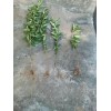 優(yōu)質(zhì)冬桃苗中華2號(hào)批發(fā)_ 永平縣石家村新品種果苗繁育基地