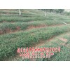 專業化、現代化獨定子種植基地