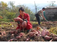 紅薯報價_紅薯云南紅河批發價格087164183683圖2
