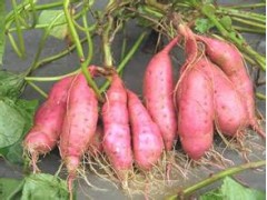 紅薯報價_紅薯云南紅河批發價格087164183683圖3