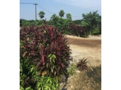 優質荷花竹又叫花（蓮花竹）批發價格，15公分的多少錢一株圖2