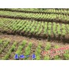 天門冬圖片_天門冬藥材供應