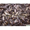 斑蝥（斑貓）【斑蠔、花斑毛】供應(yīng)信息