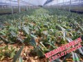 云南石斛/白芨苗/鐵皮石斛馴化苗供貨商