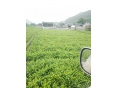 核桃樹苗_核桃苗木基地批發價格圖3