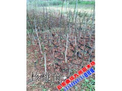 2016核桃苗供應商_核桃苗木圖1