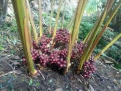 一株草果種苗產多少草果成品_進入旺盛期可達20公斤圖1