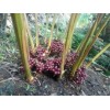 一株草果種苗產多少草果成品_進入旺盛期可達20公斤