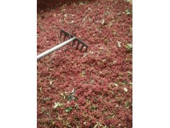 麗江花椒價格\新麗江花椒銷售信息圖3