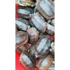 佛龜昆明養(yǎng)殖技術_云南佛龜昆明銷售信息