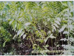漾濞核桃又名大泡核桃_適宜海拔1000—2600米種植圖1