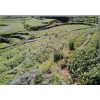 核桃掛果早_云新核桃苗_種植當(dāng)年開始掛果，三年普遍掛果