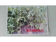 漾濞大泡核桃（又名綿核桃）供貨商17096565700圖1