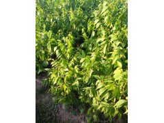 三臺核桃(三臺核桃干果)種植技術_咨詢17096565700圖2