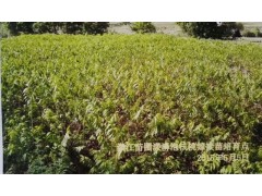 三臺核桃(三臺核桃干果)種植技術_咨詢17096565700圖3