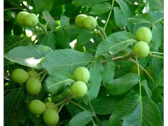 漾濞光明核桃嫁接苗種植基地|大姚三臺核桃樹苗批發圖3