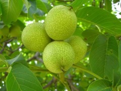云南大理出售子芽苗和鐵核桃實生苗信息圖3