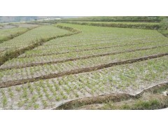 云南核桃嫁接苗哪里能買到？漾濞縣漾江核桃苗圃核桃苗信息圖3