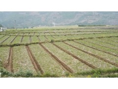 云南大理出售子芽苗和鐵核桃實生苗信息圖1
