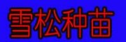 云南昆明雪松批發|紅豆杉種子苗圃價格