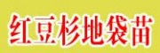 |紅豆杉地袋苗